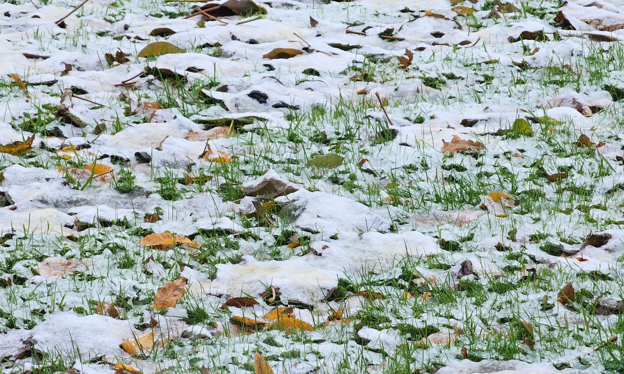 Leaves on the lawn covered with snow
