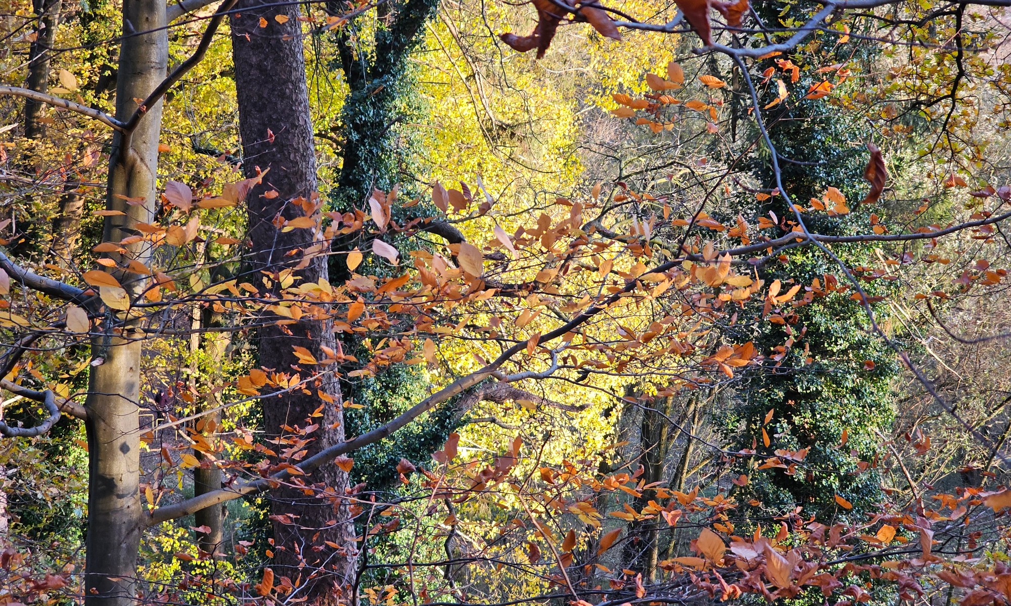 Leaves on the Trees in Autumn