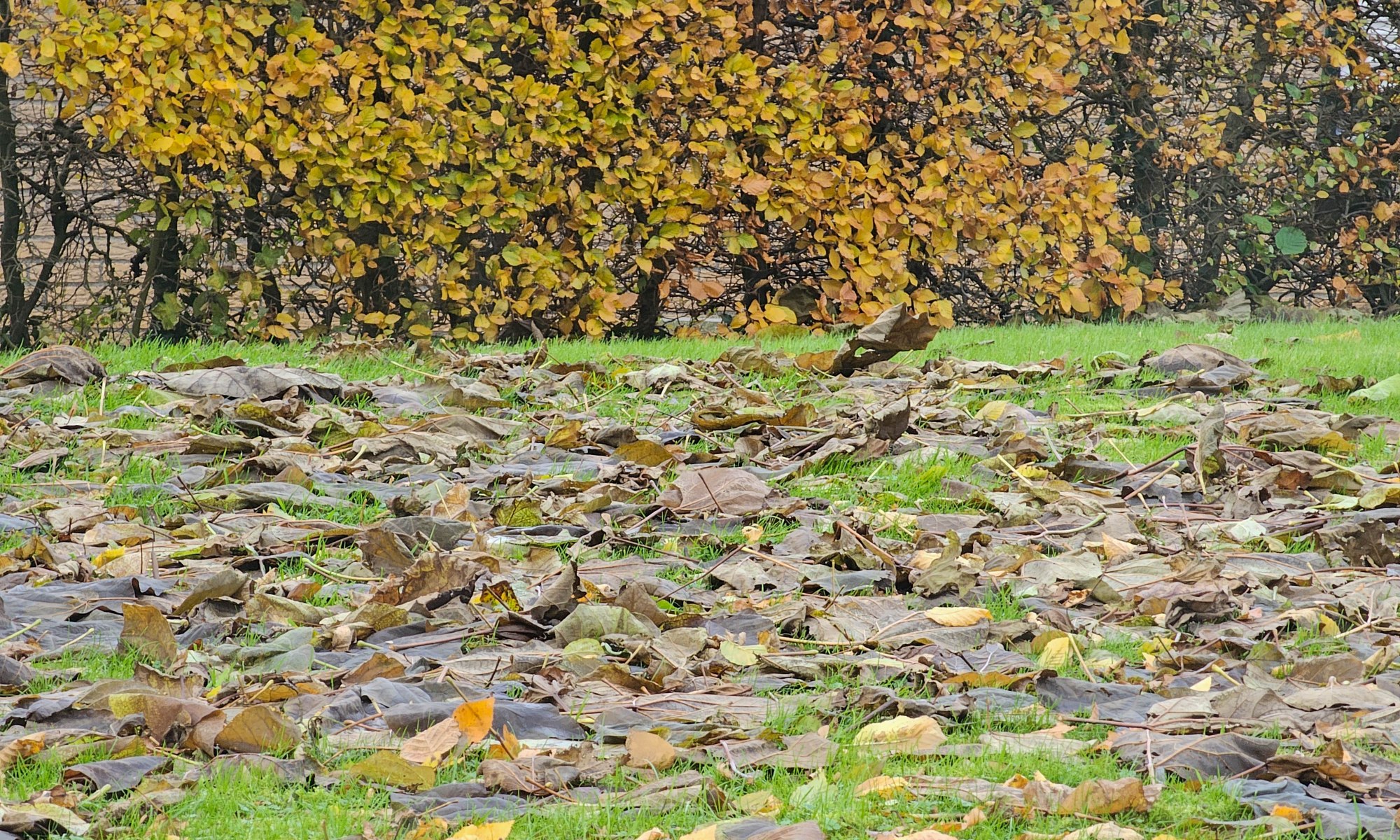 Leaves on the Grass in Fall