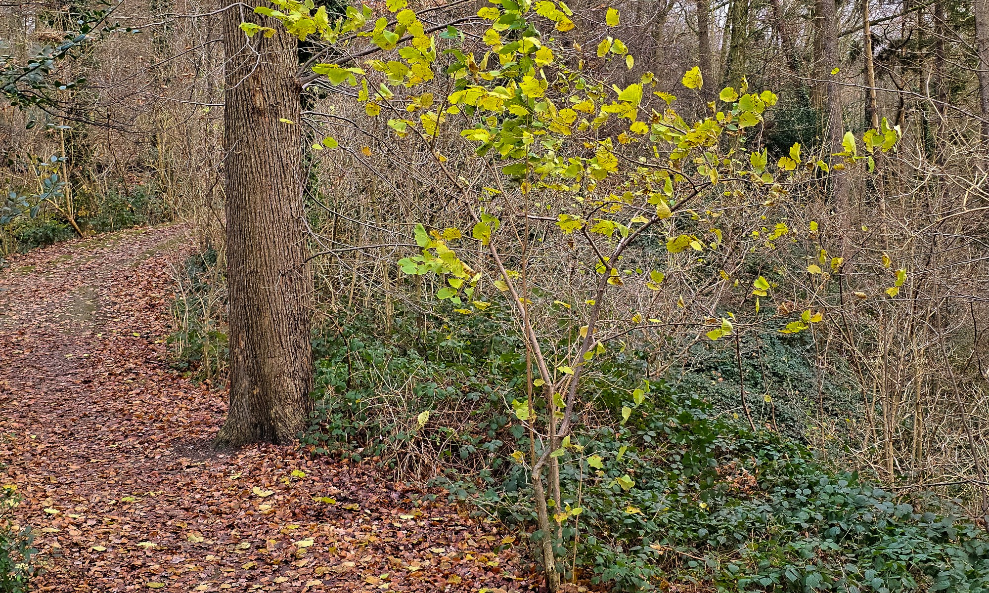 Leaves on one Tree in Autumn
