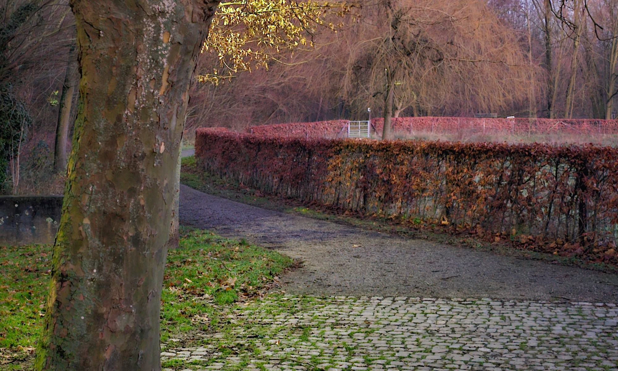 Simpelveld, Tree behind Community House illuminated by artificial light.