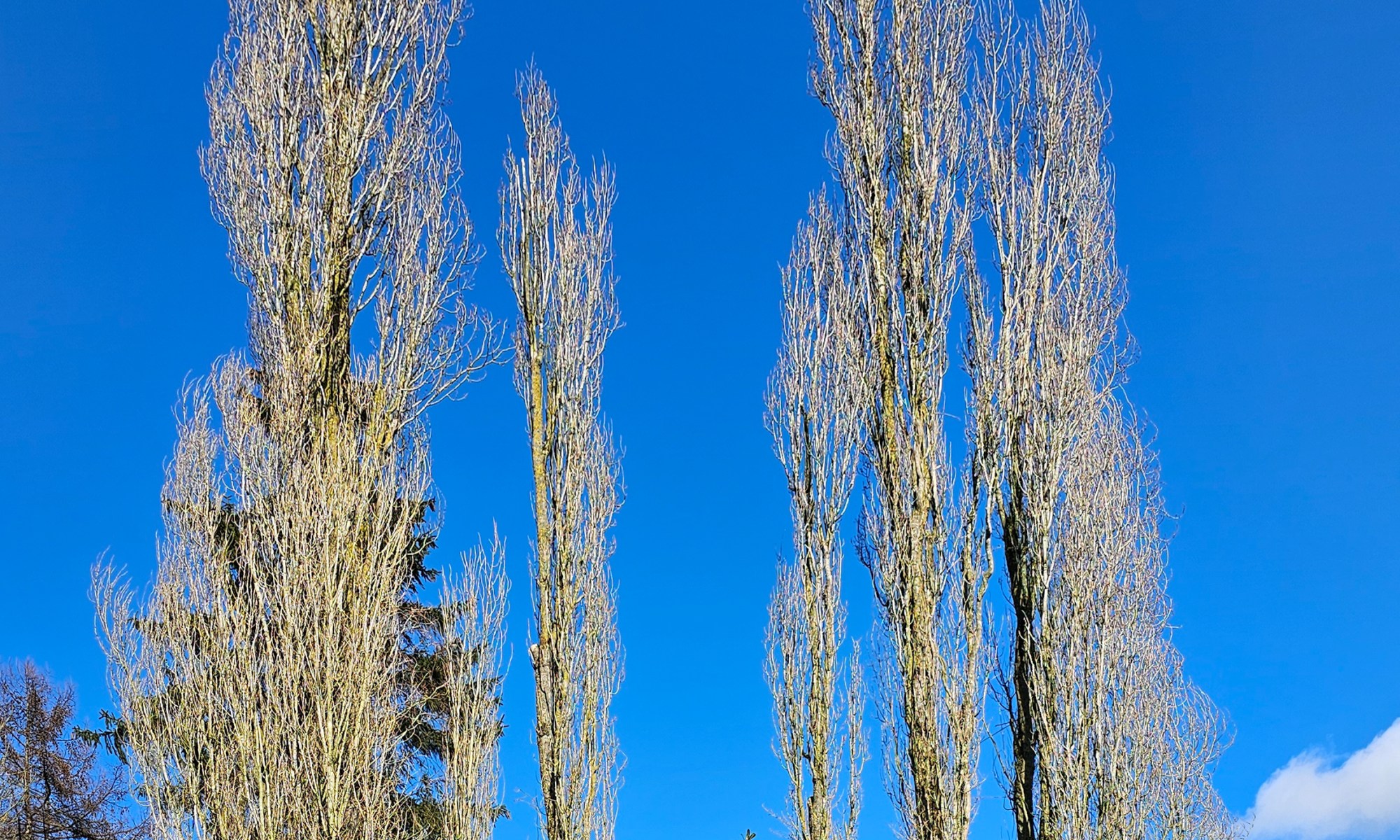 Photo showing an elevated Hedge in the Landscape with a Circle of Poplars. All is visible in Full Sunshine in early Afternoon