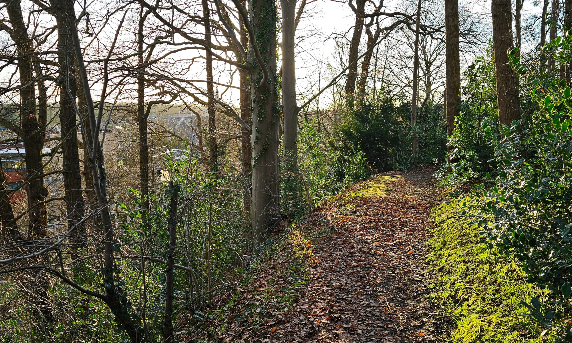 Path in 'Hellingbos' in Simpelveld; the Sun is grazing Moss on the right Side of the Path
