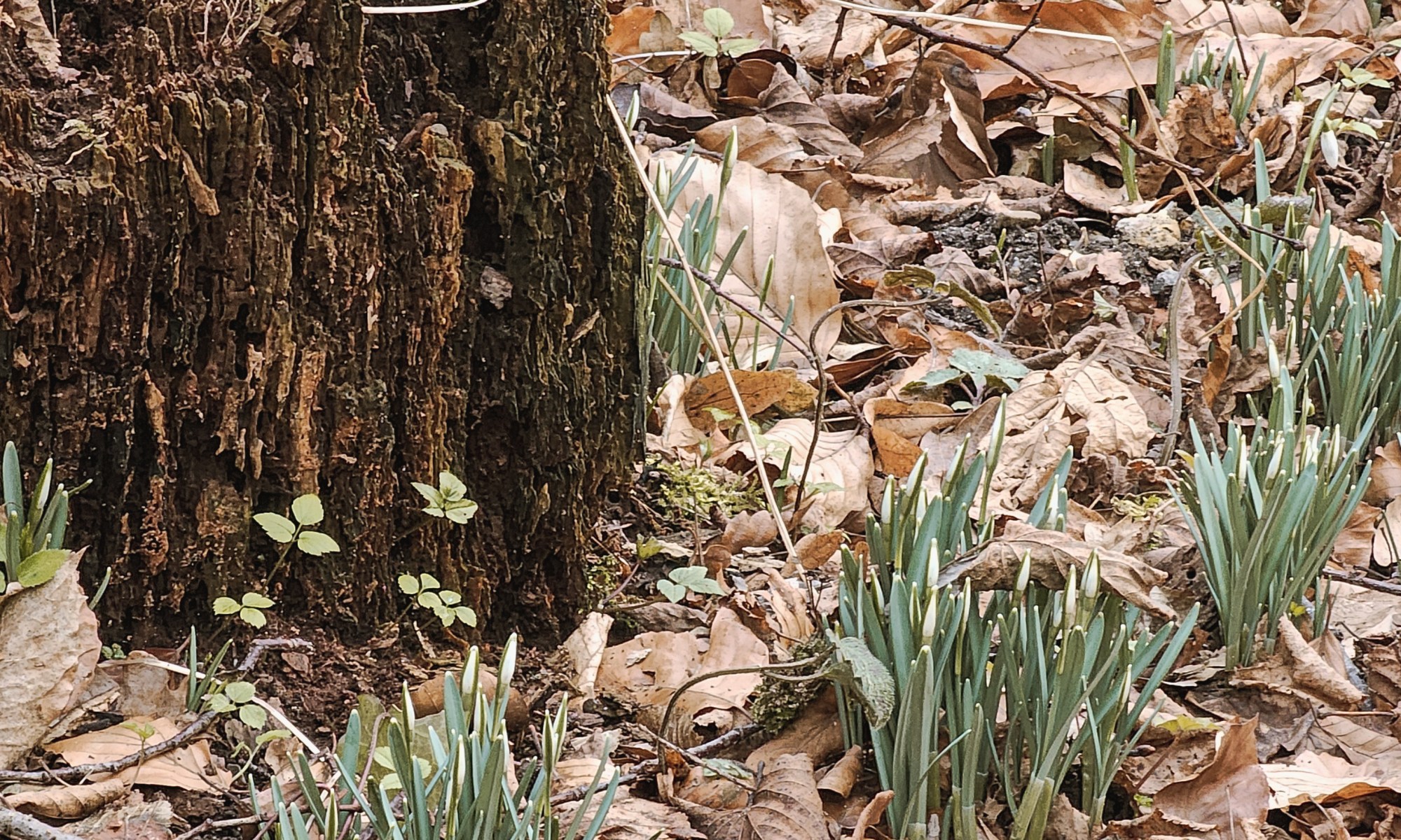 Spring is nearing: Snowdrops start to bloom