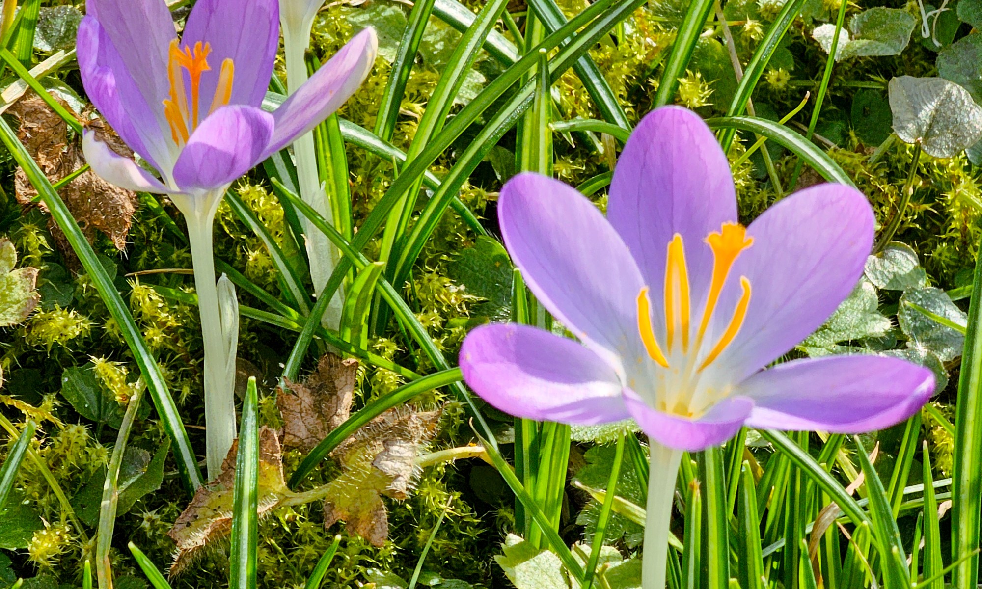 Photo showing three Crocuses in the Lawn in Simpelveld. The photo shows different kinds of moss and plants within the Grass of the Lawn.