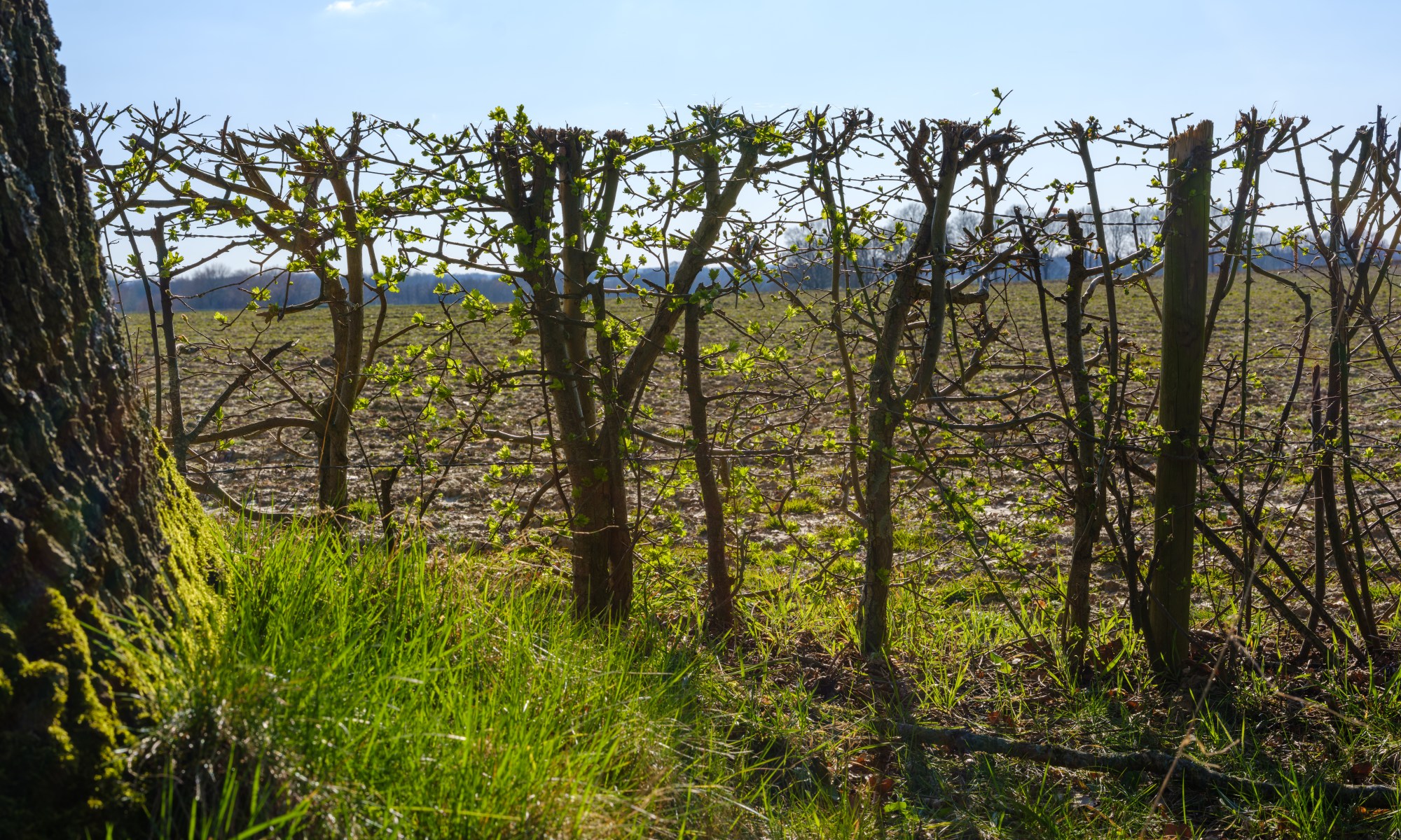 Thorny Hedge with budding Leaves at the Onset of Spring guarding a fallow Field