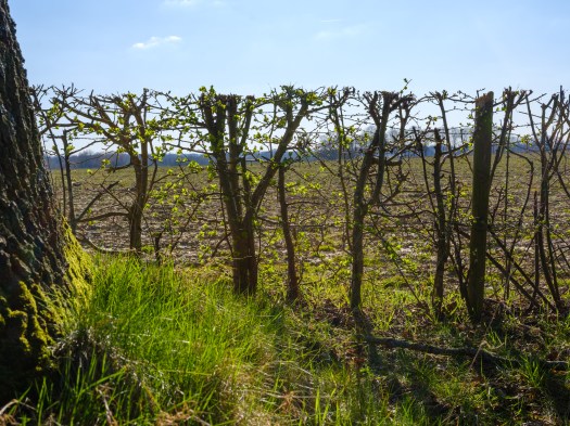 Budding Leaves in Hedge: Guardians of fallow&nbsp;Field