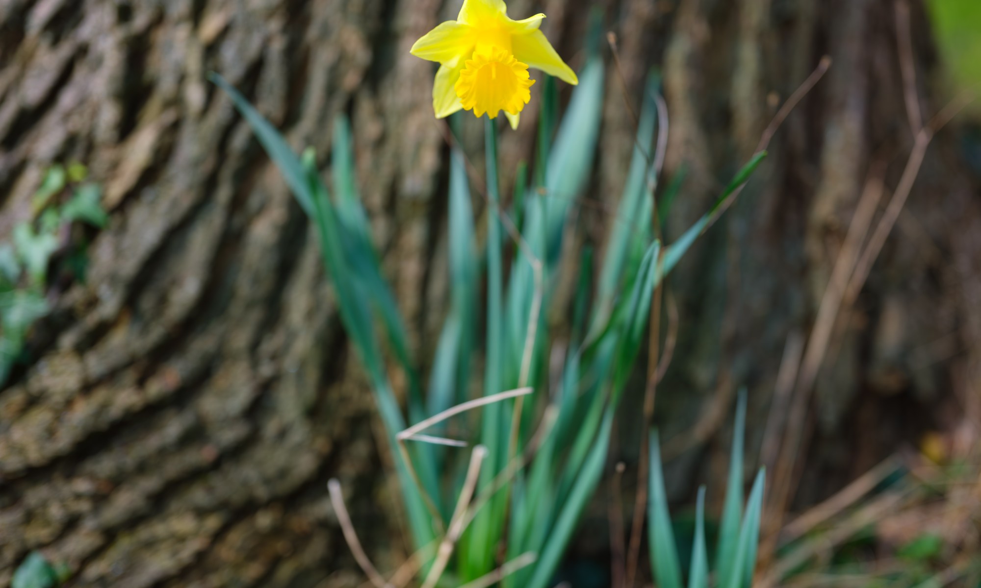 Narcissus in Spring before Tree