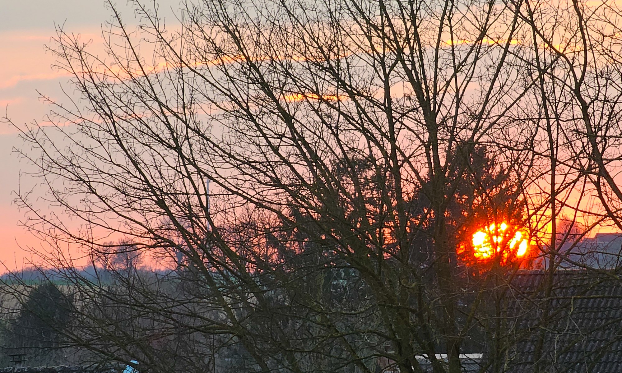 Onset of Sunset at the Horizon behind Trees